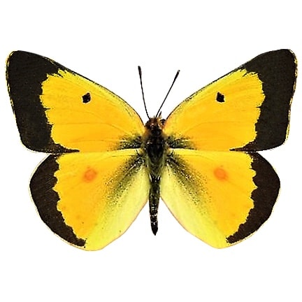 Colias eurytheme black yellow butterfly USA
