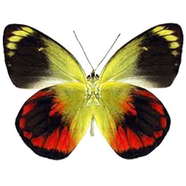 Delias caeneus red yellow black verso butterfly Indonesia