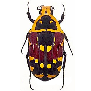 Euchroea aurostellata red orange scarab beetle Madagascar