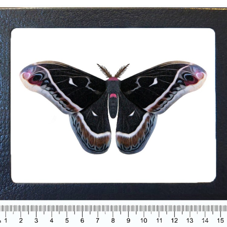 Eupackardia calleta framed black saturn moth Arizona USA REPLICA