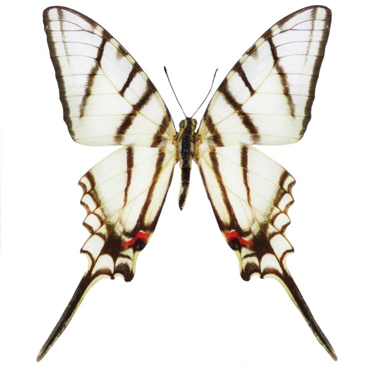 Eurytides epidaus black white zebra swallowtail butterfly El Salvador