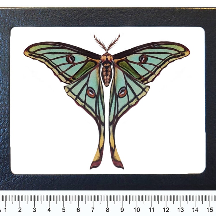 Graellsia isabellae framed green spanish moon moth saturn moth Spain REPLICA