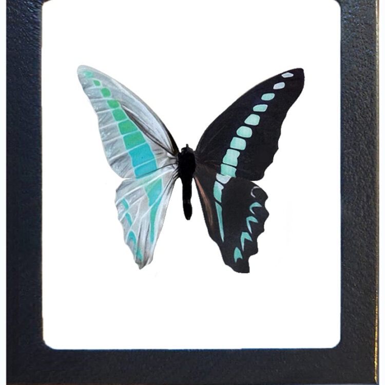 Graphium sarpedon framed blue black butterfly Indonesia SKELETONIZED RARE REPLICA