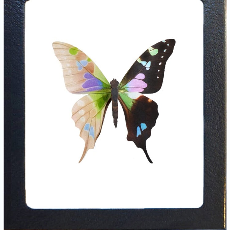 Graphium weiskei framed pink purple green butterfly Papua New Guinea SKELETONIZED RARE REPLICA