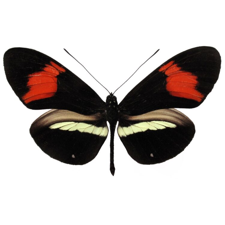 Heliconius melpomene red orange butterfly Peru