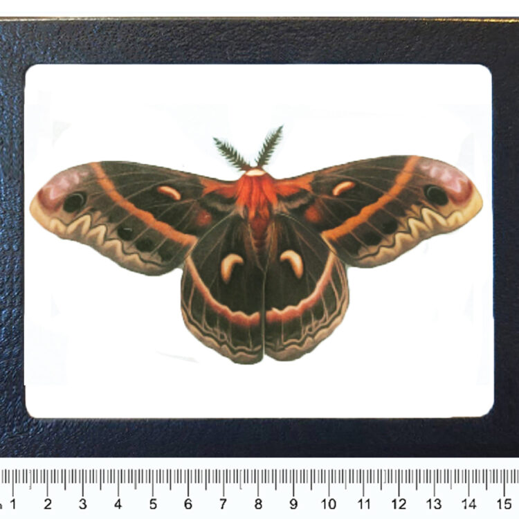 Hyalophora cecropia red framed saturn moth male USA REPLICA