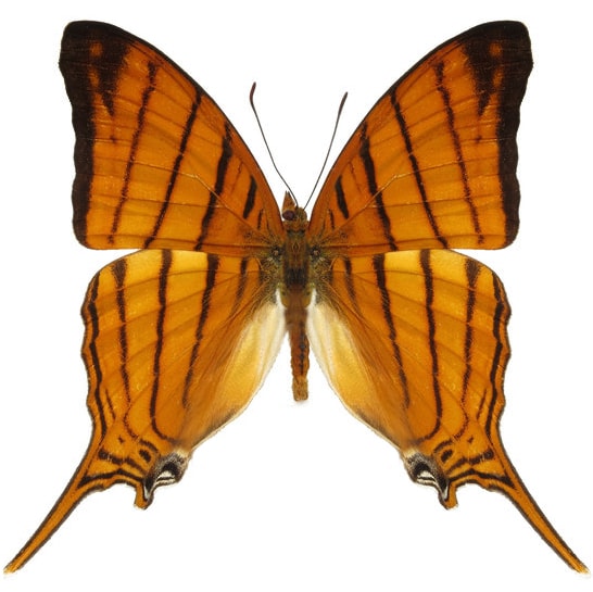 Marpesia harmonia orange butterfly Guatemala