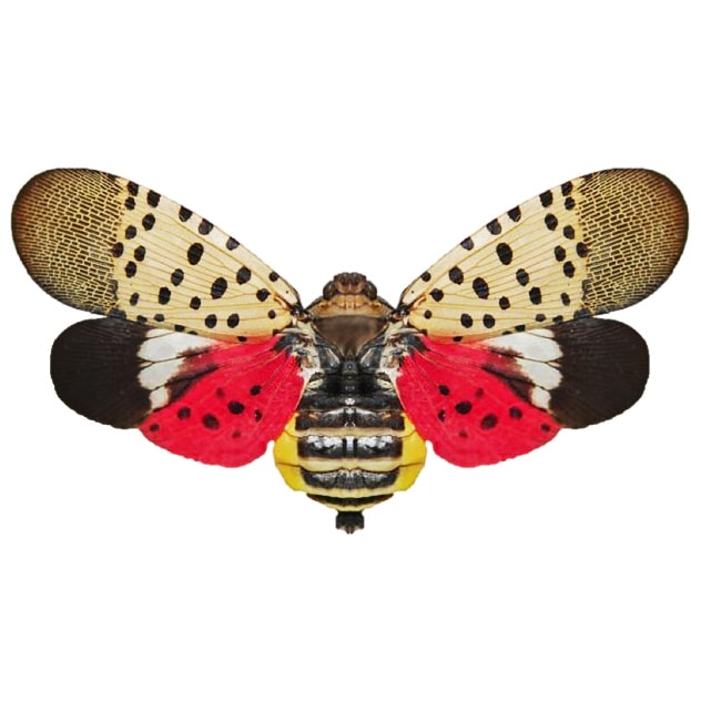 Lycorma delicatula red pink spotted lanternfly USA