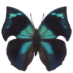 Memphis forrieri blue male butterfly El Salvador
