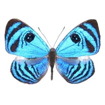 Mesosemia blue black butterfly Peru RARE