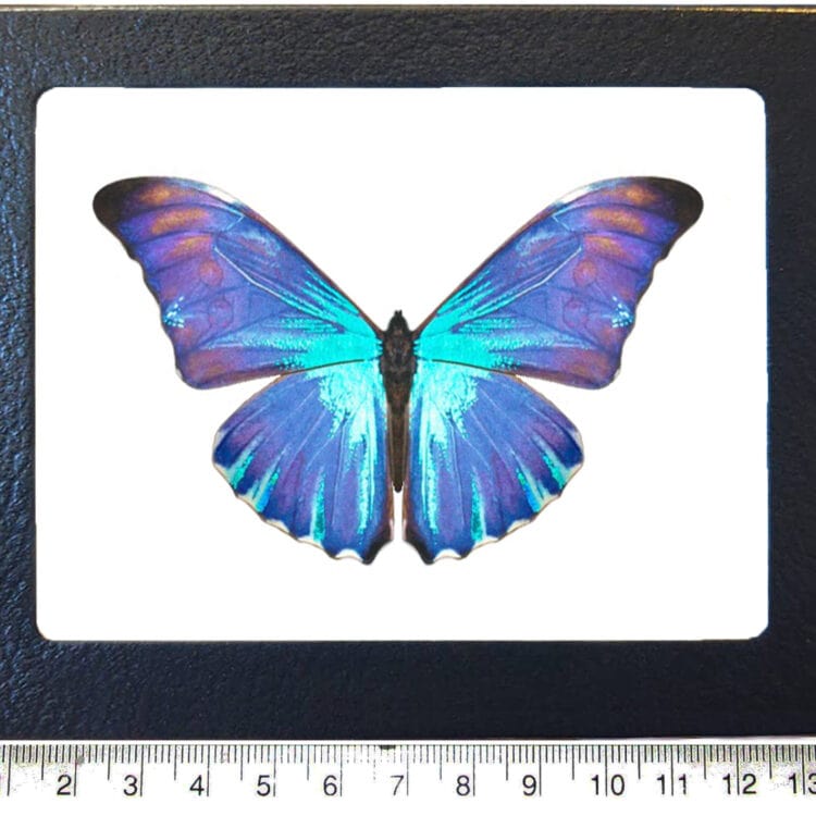 Morpho aurora blue butterfly Peru REPLICA