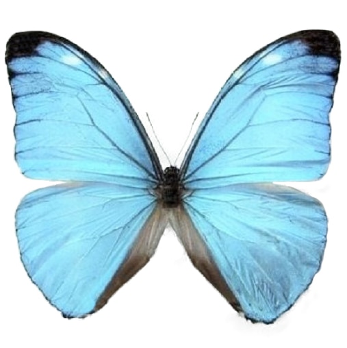 Morpho eugenia blue butterfly French Guyana RARE