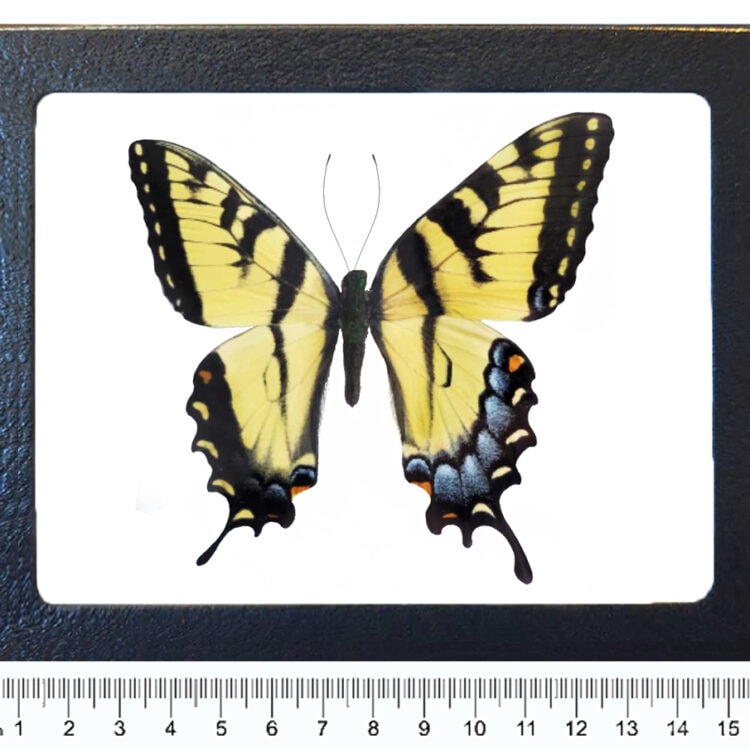 Papilio glaucus framed male female gynandromorph tiger swallowtail REPLICA
