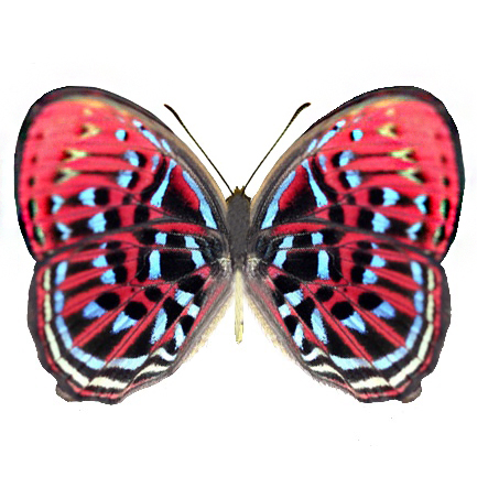 Paralaxita damajanti pink blue verso butterfly Malaysia RARE