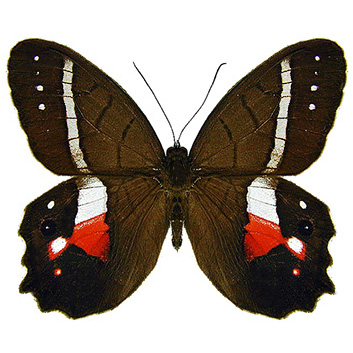Pierella pacifica red white butterfly Ecuador RARE