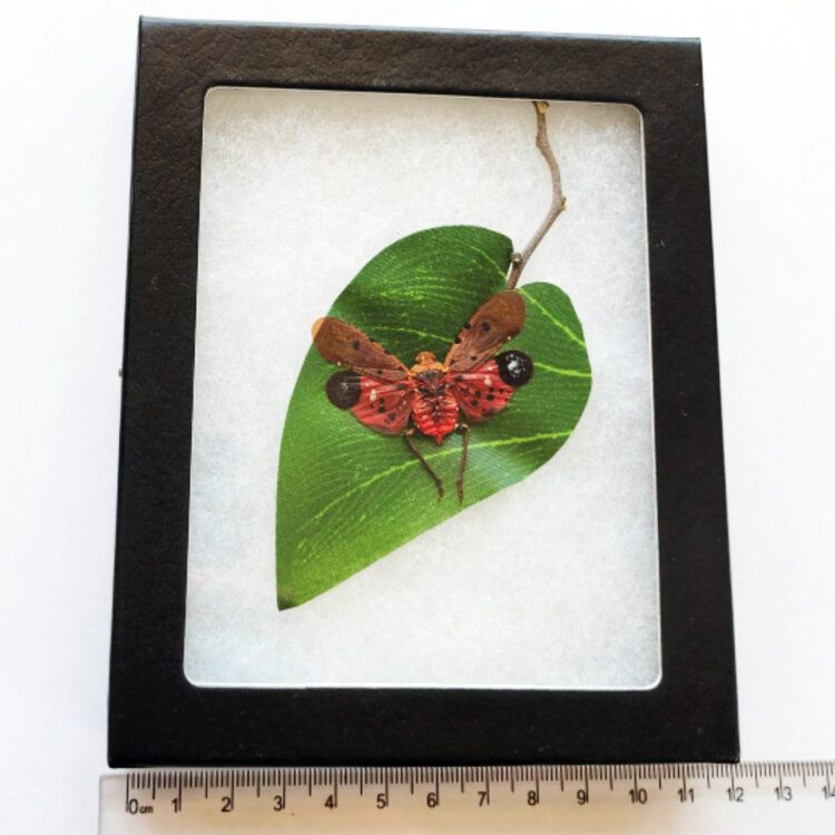 Penthicodes atomaria red pink lanternfly fulgorid Indonesia preserved on leaf