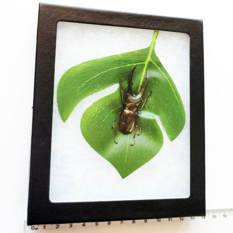 Cyclommatus metallifer stag beetle Indonesia preserved on leaf