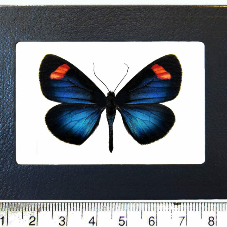 Sangala bifasciata blue red day flying moth Peru