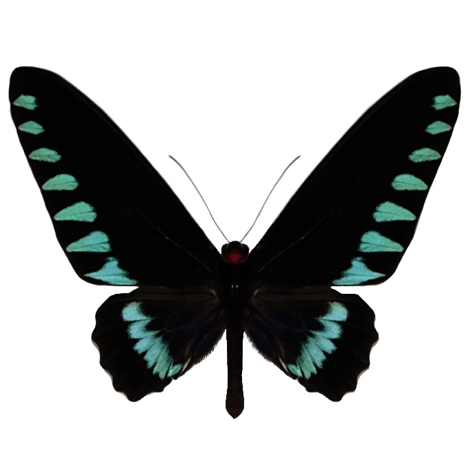 Trogonoptera trojana blue green male birdwing butterfly Philippines RARE