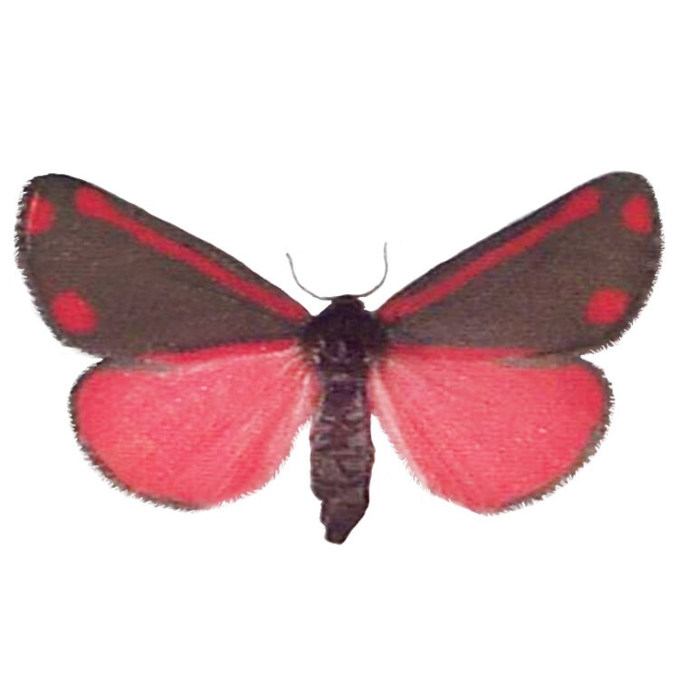 Tyria jacobaeae pink day flying moth Europe