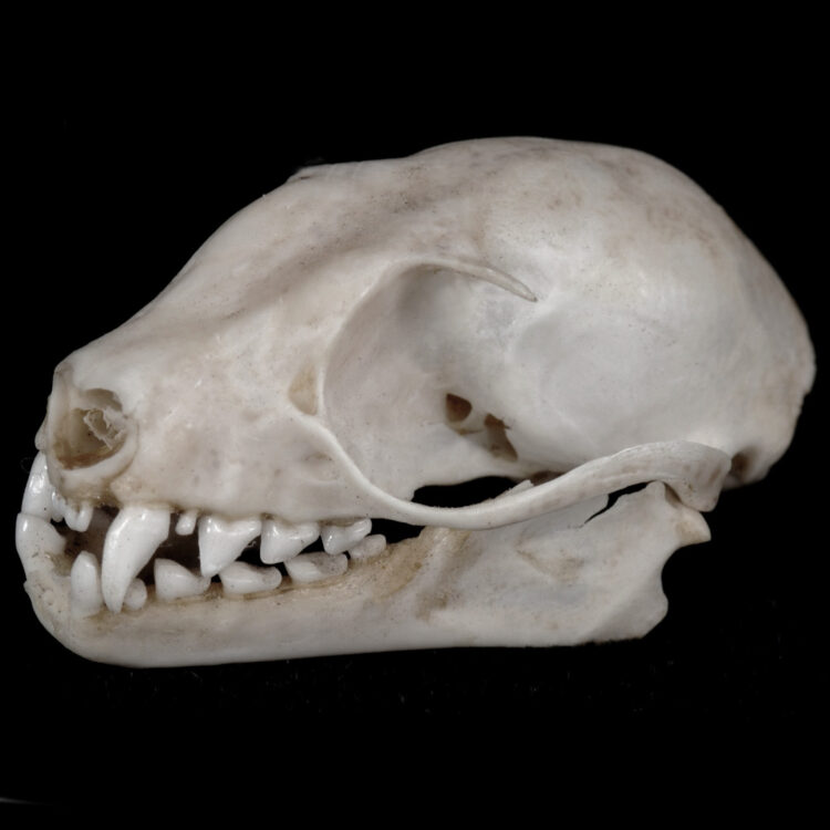 bat skull 2