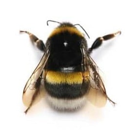 Bombus black yellow bumblebee Russia