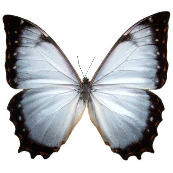 Morpho theseus juturna light blue purple butterfly Costa Rica RARE