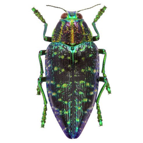 Polybothris sumptuosa green jewel beetle buprestid Madagascar