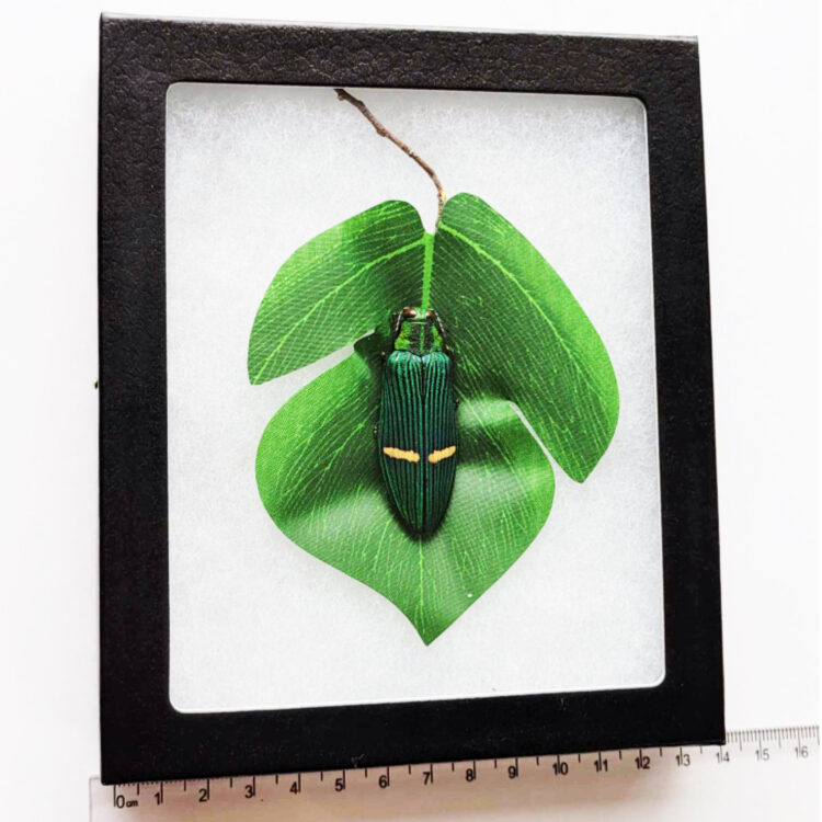 Catoxantha opulenta green buprestid beetle Malaysia preserved on leaf