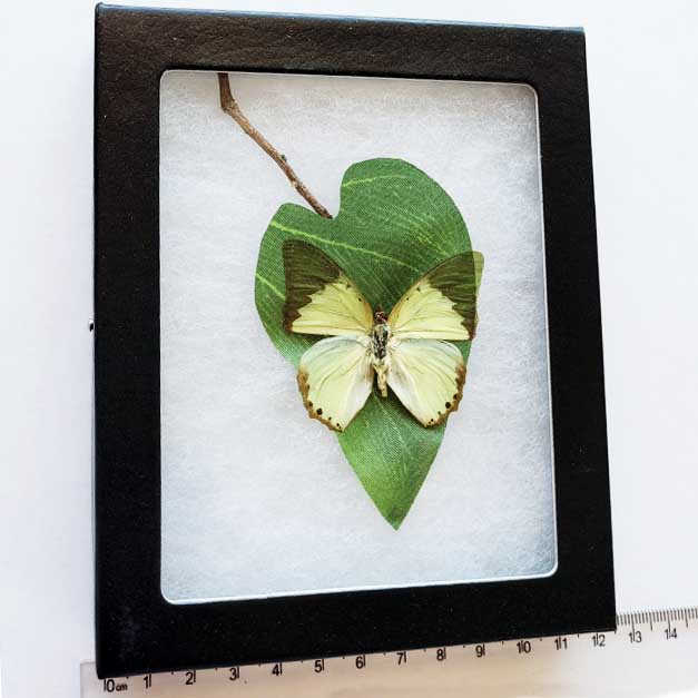 Charaxes eupale green butterfly Africa framed preserved on leaf