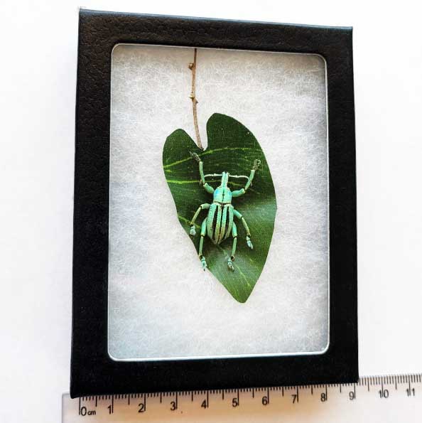 Eupholus cutieri weevil blue green beetle Indonesia framed preserved on leaf