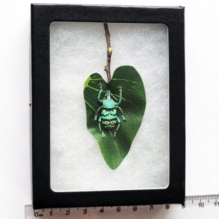 Eupholus schoenherri petiti weevil blue green beetle Indonesia framed on leaf