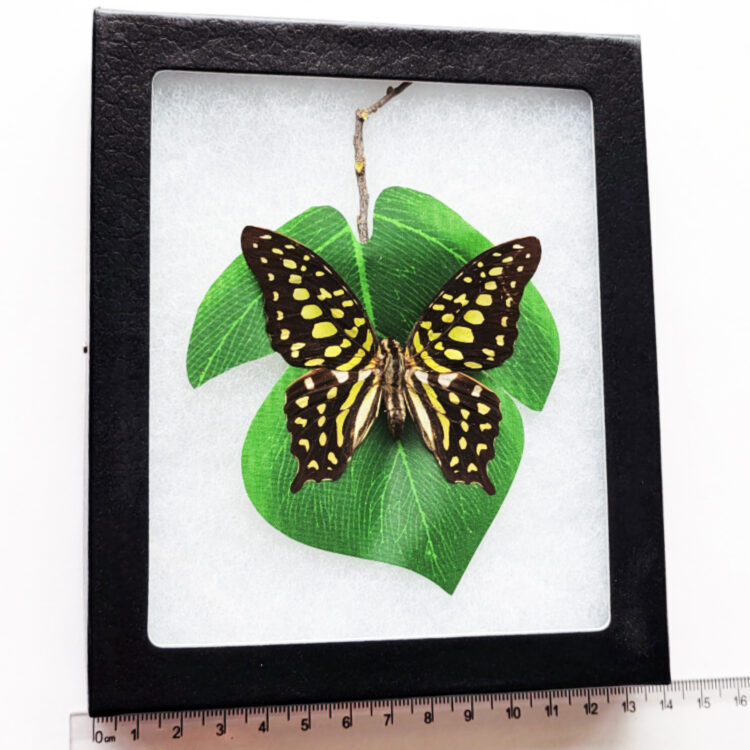 Graphium agamemnon green black butterfly Indonesia preserved on leaf