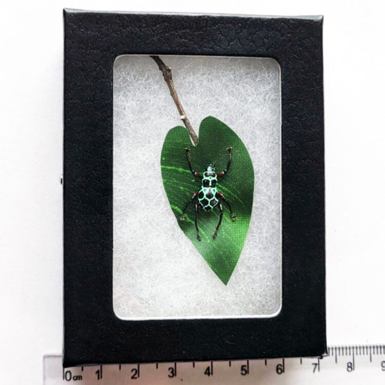 Pachyrrhynchus cruciatus green weevil beetle Philippines framed preserved on leaf