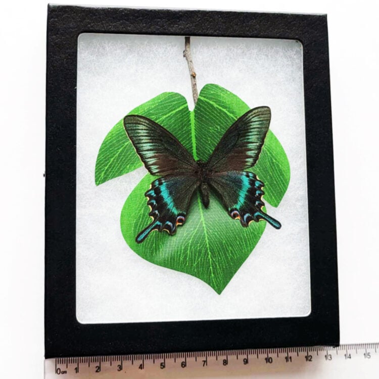 Papilio maacki spring form swallowtail blue green black butterfly China preserved on leaf