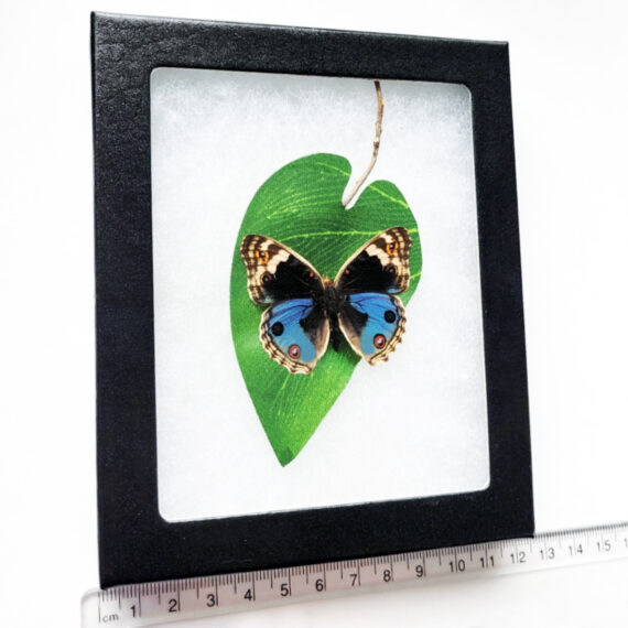 BicBugs Cyrestis camillus Black White mapwing Butterfly Africa Framed