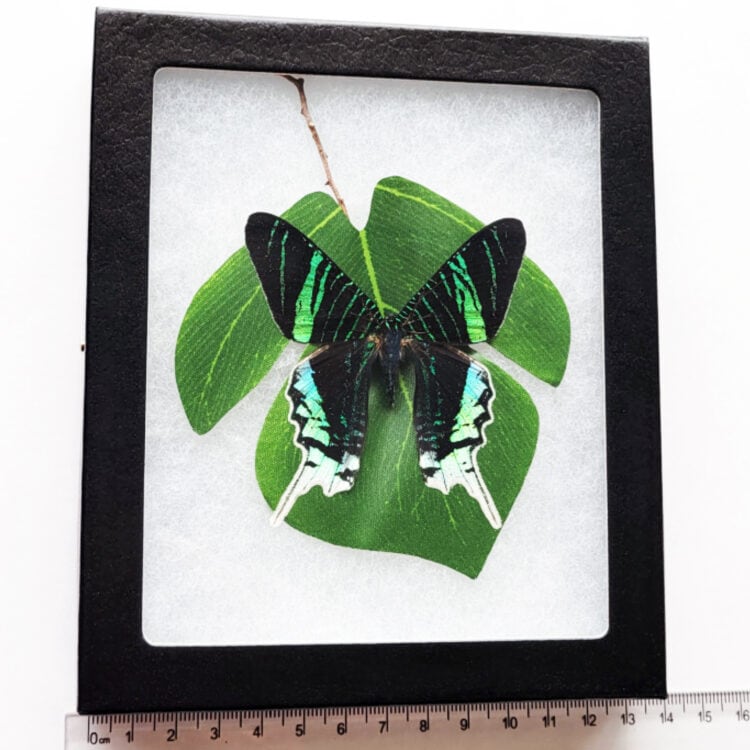 Urania leilus green blue black day flying moth Peru preserved on leaf