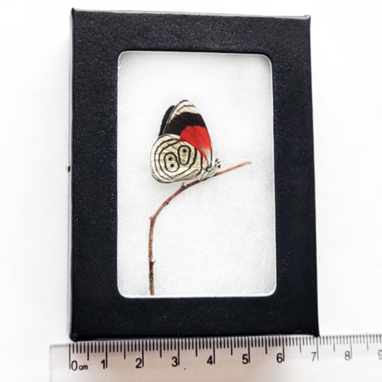 Diaethria clymena 88 red black white butterfly Peru framed LIVE MOUNT