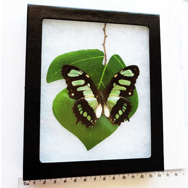 Siproeta stelenes malachite green black butterfly Peru