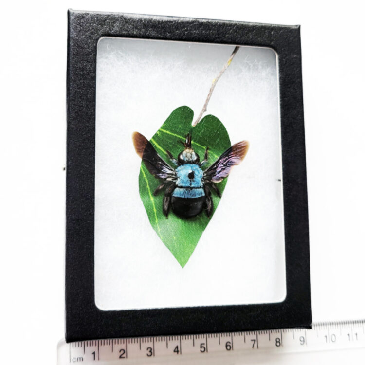 Xylocopa caerulea blue carpenter bee Malaysia framed preserved on leaf