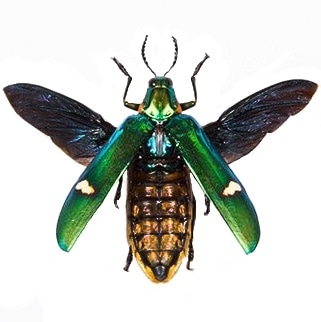 Megaloxantha bicolor green buprestid jewel beetle mounted wings spread Indonesia