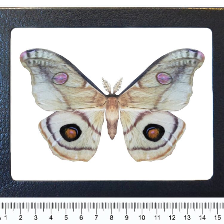 Opodiphthera eucalypti emperor gum moth Australia framed REPLICA