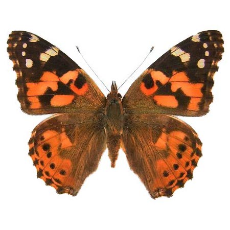 Vanessa cardui painted lady butterfly USA