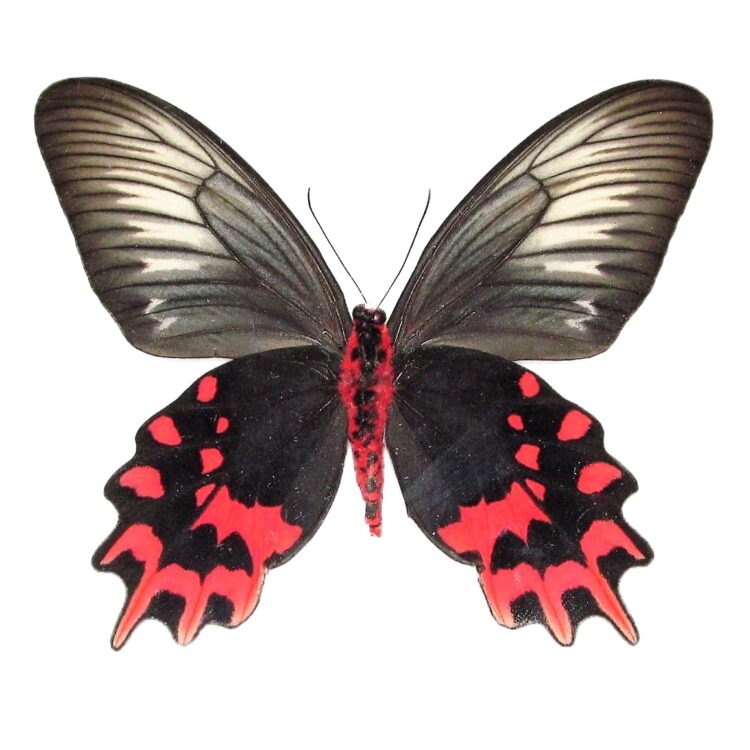 Atrophaneura semperi pink red black female butterfly verso Philippines
