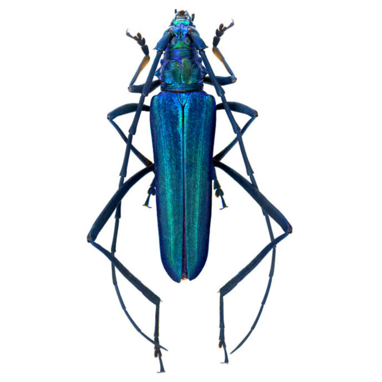 Chloridolum laotium blue longhorn beetle Laos mounted/pinned