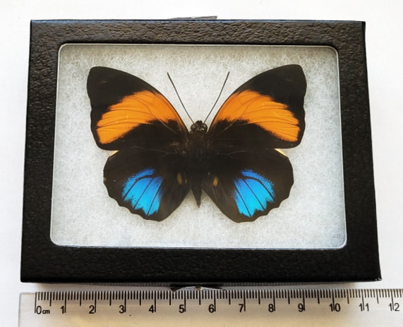 Agrias amydon zenodorus blue orange framed butterfly Peru RARE (CIRS)