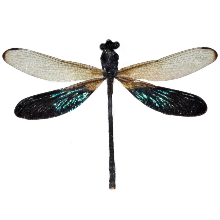 Rhinocypha damselfly dragonfly