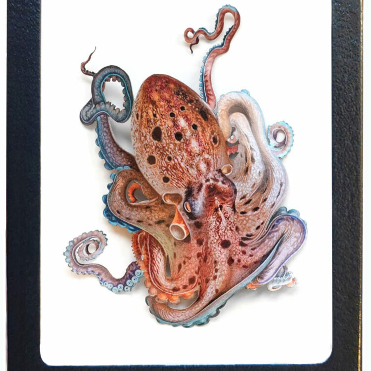 Octopus briareus framed Caribbean reef octopus RARE REPLICA