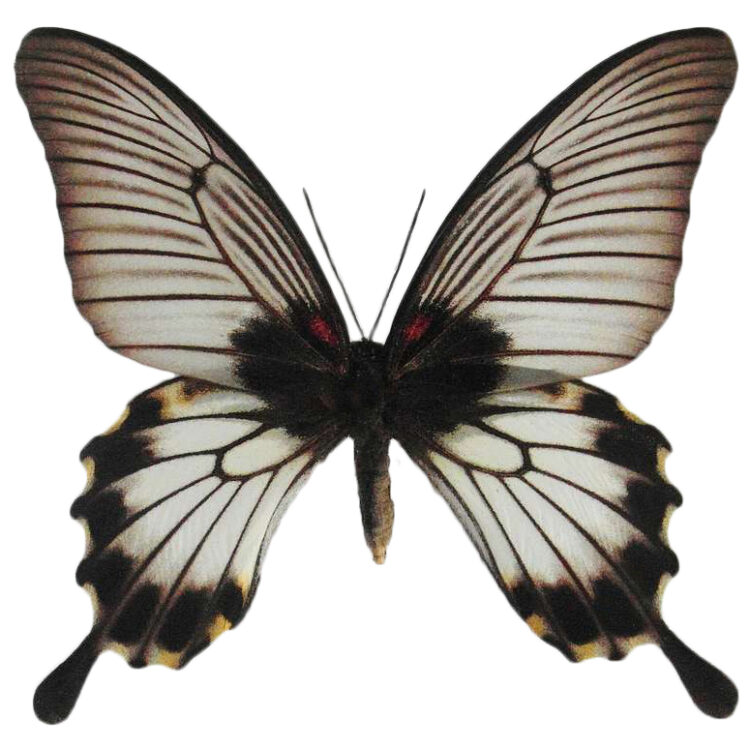 Papilio lowi female