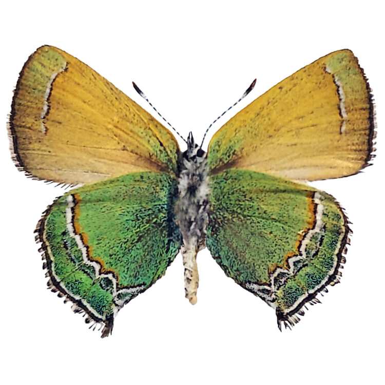 Callophrys mcfarlandi